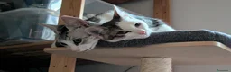 Europeo gatti in regalo: Piko & Bok: dalla radura al cuore di una famiglia! - Annuncio 4