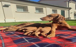 Vizsla cani in vendita: Cucciolata Vizla - Bracco Ungherese - Immagine 9