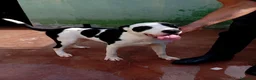 Meticcio cani in regalo: Baloo, mix pittbull!  - Annuncio 3