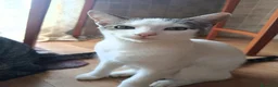 Altre razze gatti in regalo: Pepe🖤Dora🤍 e Cookie🤎 (IN REGALO,NON IN VENDITA) - Annuncio 3