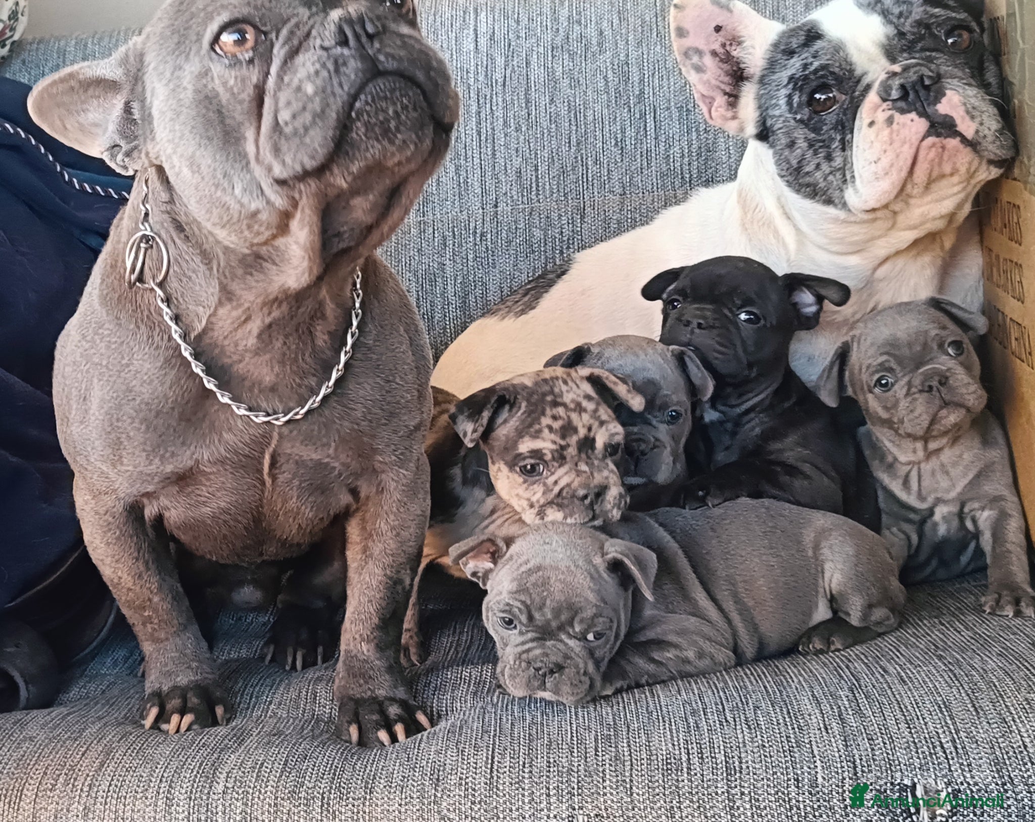 Bulldog Francese cani Cuccioli di bulldog francese da privato  - Annuncio 3