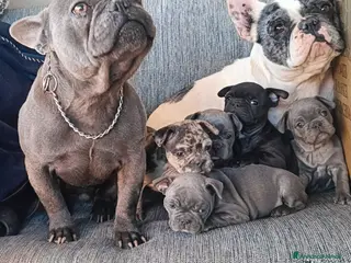 Bulldog Francese cani Cuccioli di bulldog francese da privato - Annuncio 3