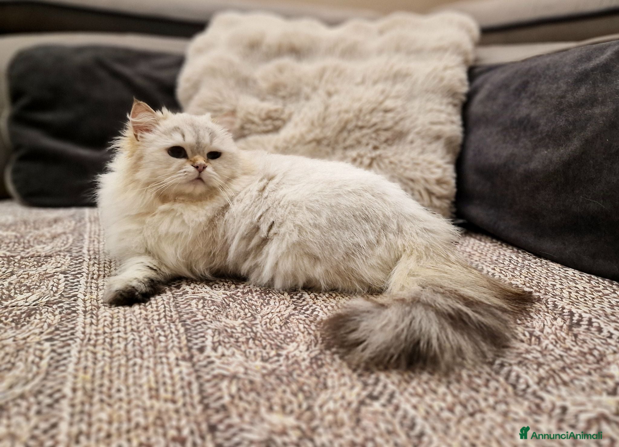 British gatti PEDIGREE DA RIPRODUZIONE BRITISH LONGHAIR POINT  - Annuncio 22