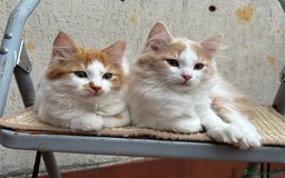 Siberiano gatti in vendita: Tre cucciole di gatto siberiano ipoallergenico - Immagine 4