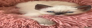 Ragdoll Gattino 3