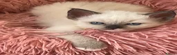 Ragdoll gatti in vendita: Ragdoll maschio - Annuncio 4