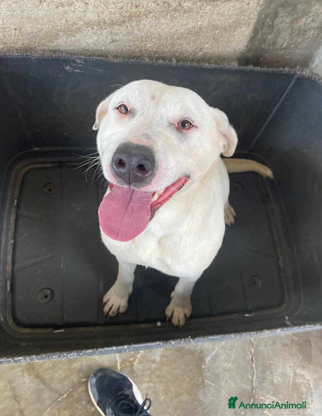 Meticcio cani in regalo: DINO & DINA, fantastici molossini! - Annuncio 3