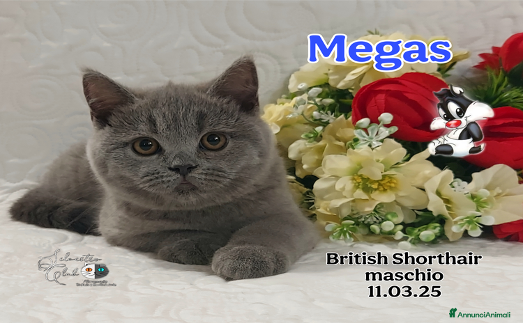 British gatti a Città Metropolitana di Genova - Annuncio 16