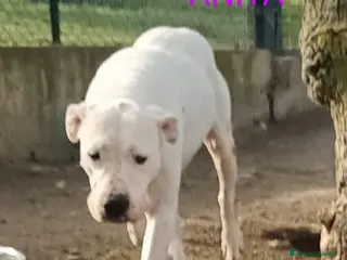 Dogo Argentino cani ANITA brava con le persone - Annuncio 32