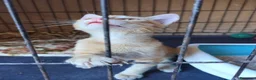 Meticcio gatti in regalo: 2/3 mesi dolcissimo maschietto  - Annuncio 6