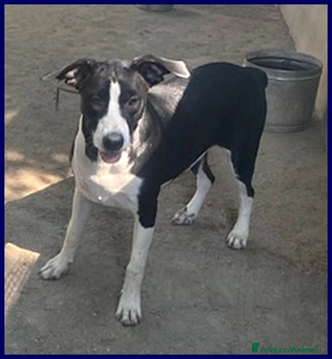 Meticcio cani in regalo: KLIZIA allegra e simpatica - Annuncio 1