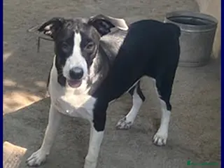 Meticcio cani KLIZIA allegra e simpatica - Annuncio 42