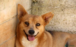 Altre razze cani in regalo: pingu in adozione - Immagine 1