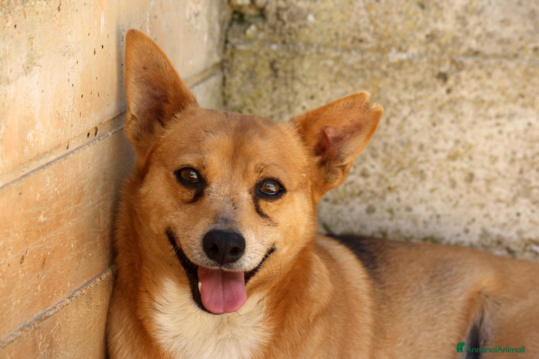 Altre razze cani in regalo: pingu in adozione - Annuncio 1