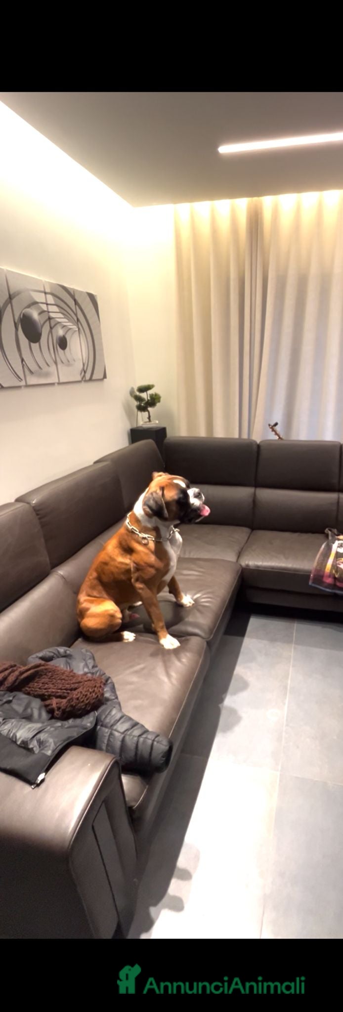 Boxer cani Regalo Boxer a Città Metropolitana di Bari - Annuncio 1
