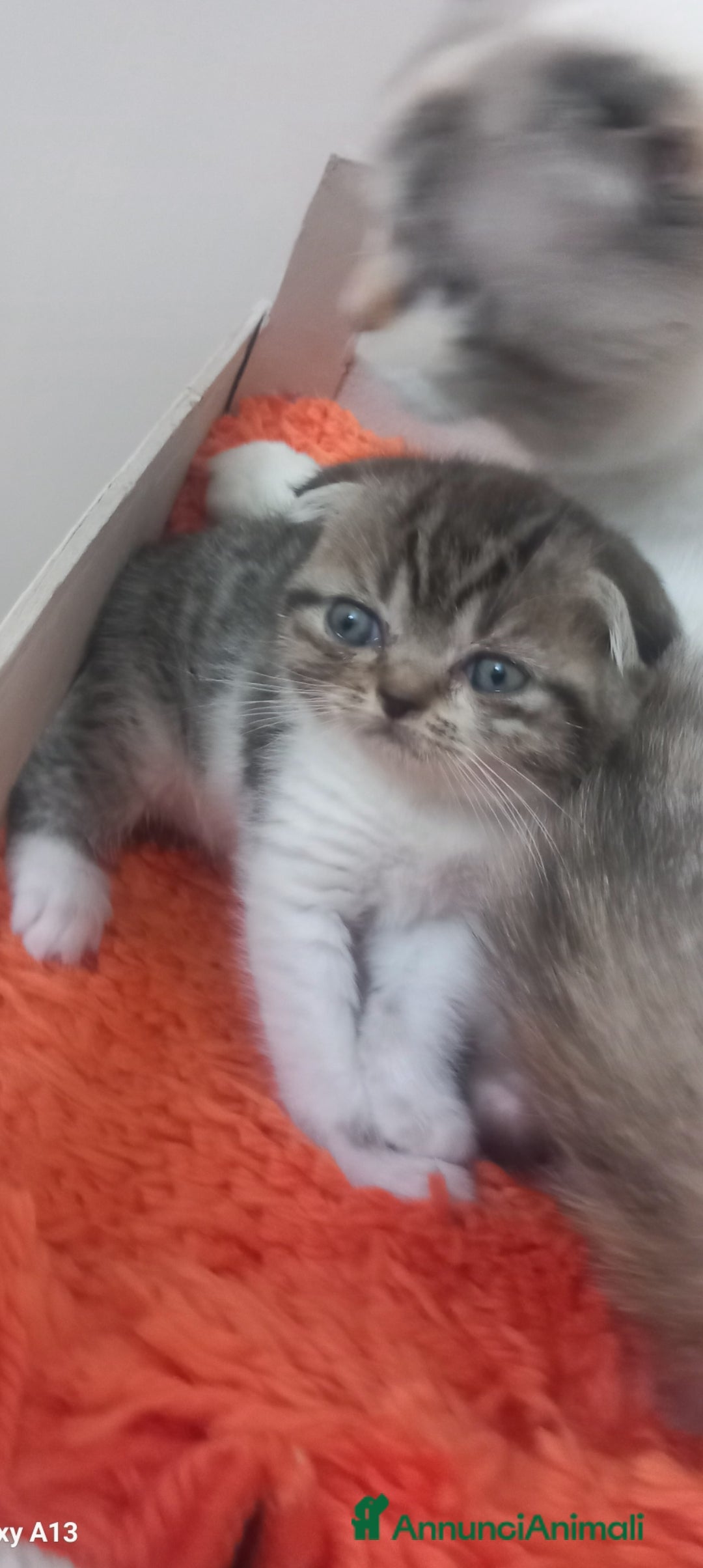 Scottish gatti Schottich Fold  - Annuncio 2