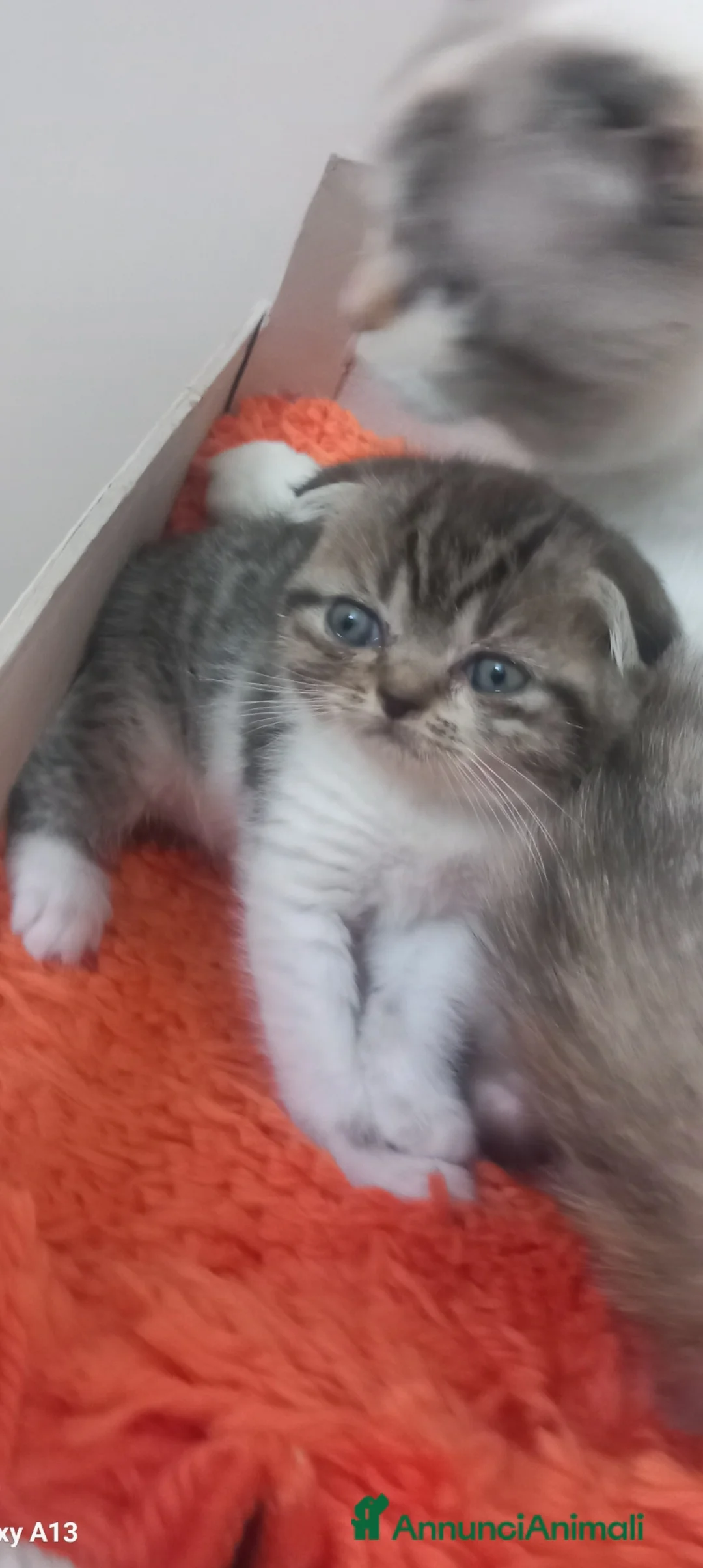 Scottish gatti in vendita: Schottich Fold  - Annuncio 2