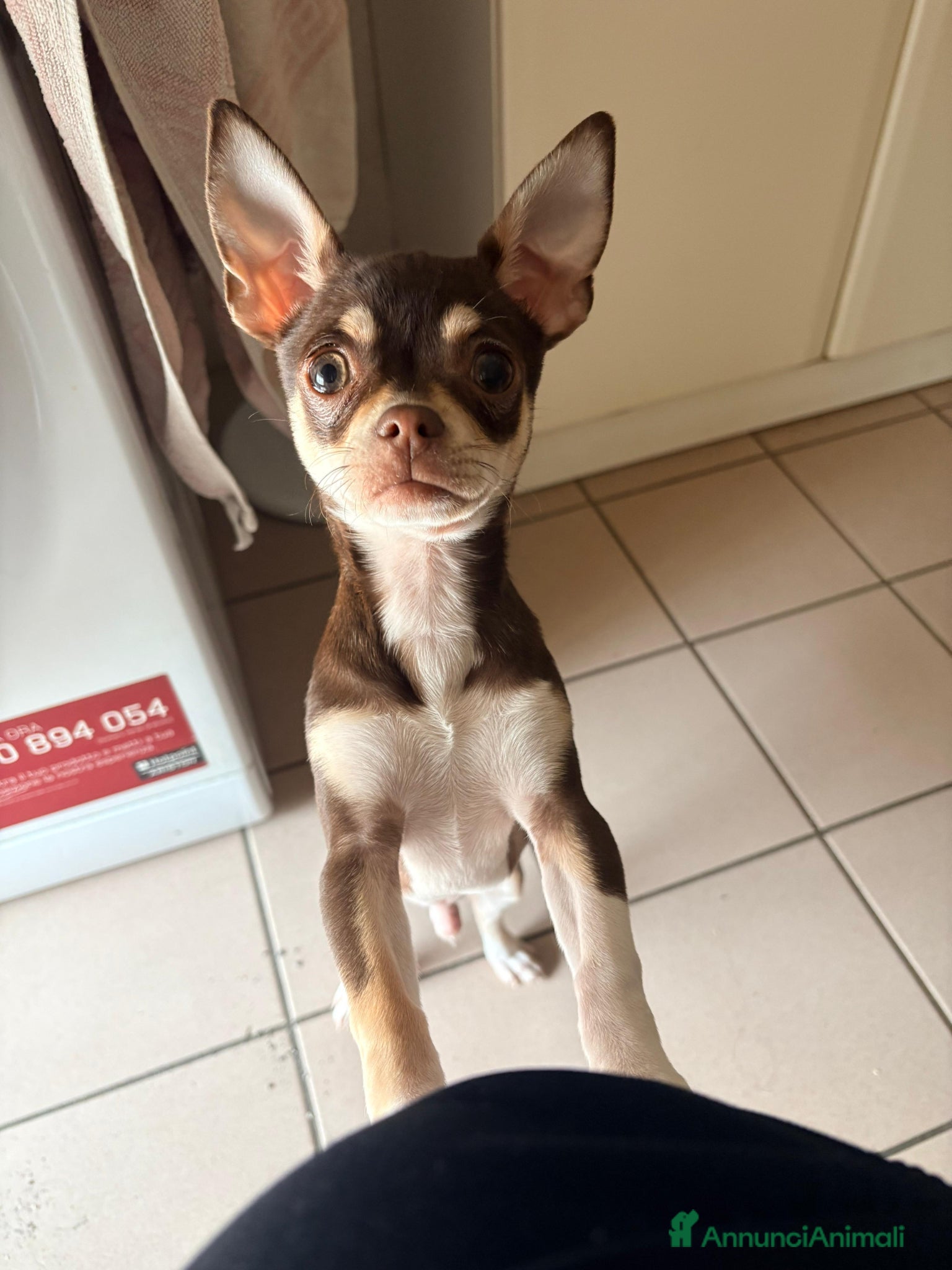 Chihuahua cani Chihuahua maschio  - Annuncio 1