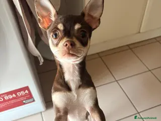 Chihuahua cani Chihuahua maschio - Annuncio 1
