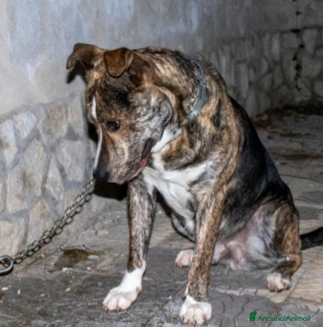 Meticcio cani in regalo: 2anni DALLA CASA AL CANILE!DISPERATO TIGRO!ABRUZZ0 - Annuncio 1
