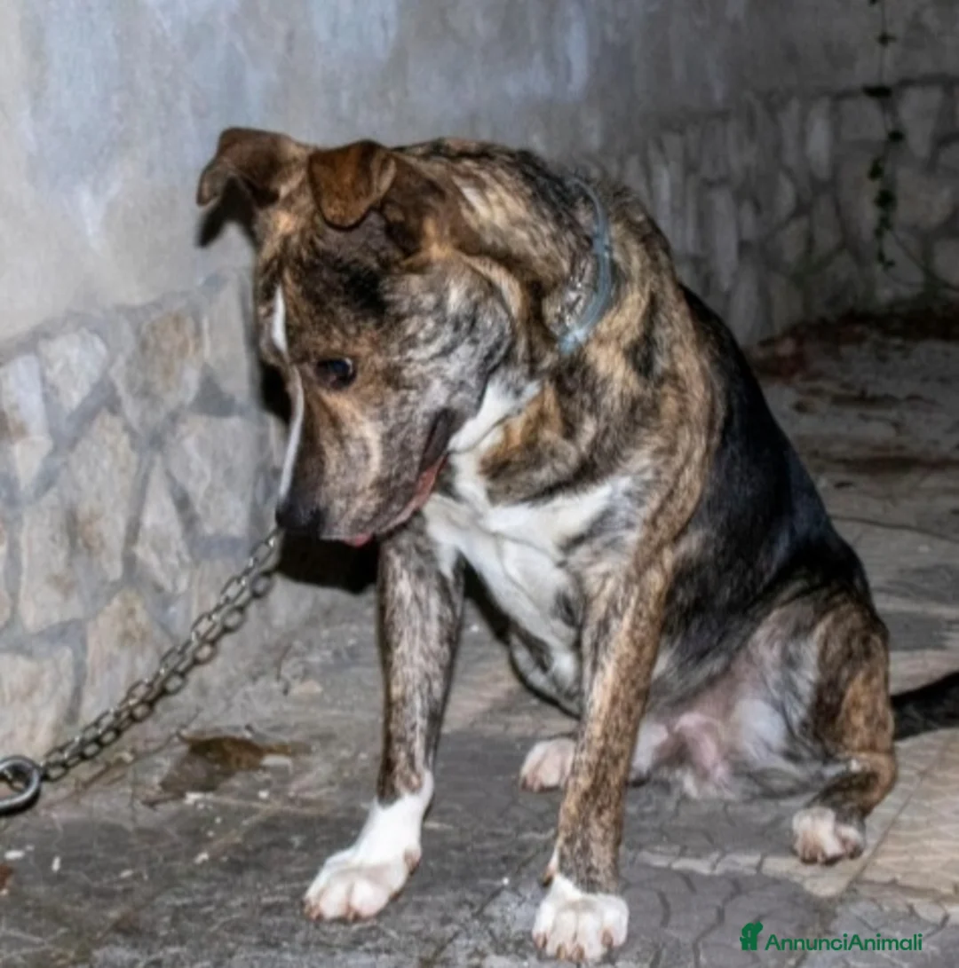 Meticcio cani in regalo: 2anni DALLA CASA AL CANILE!DISPERATO TIGRO!ABRUZZ0 - Annuncio 1