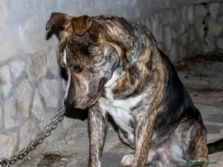 Meticcio cani 2anni DALLA CASA AL CANILE!DISPERATO TIGRO!ABRUZZ0 - Annuncio 30