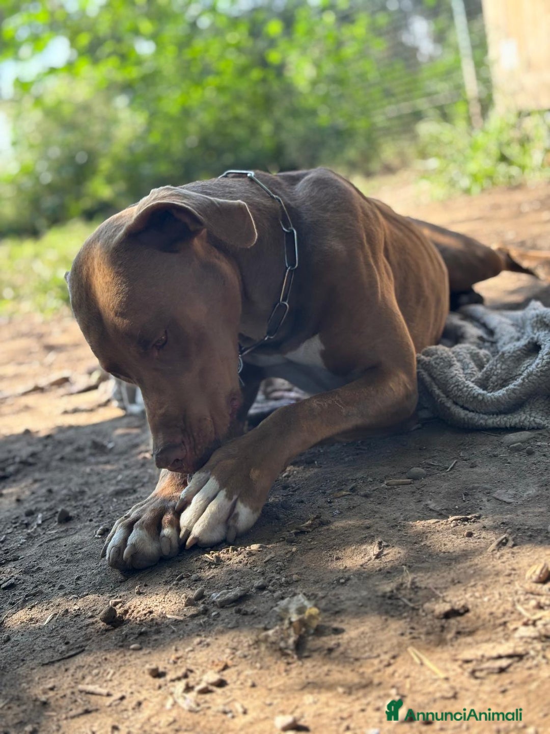 Pitbull cani in regalo: Splendido pitbull Red Nose - ZORO a Città metropolitana di Milano - Annuncio 8