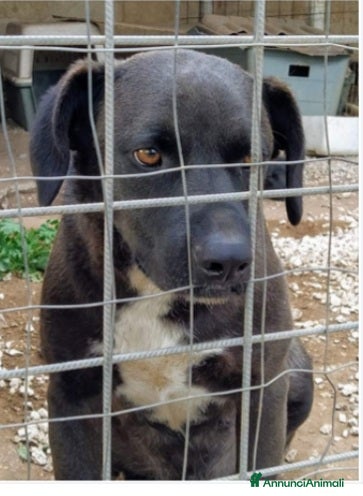 Meticcio cani Yoshi nero giovane rassegnato dietro la rete.SICIL a Città Metropolitana di Milano - Annuncio 32