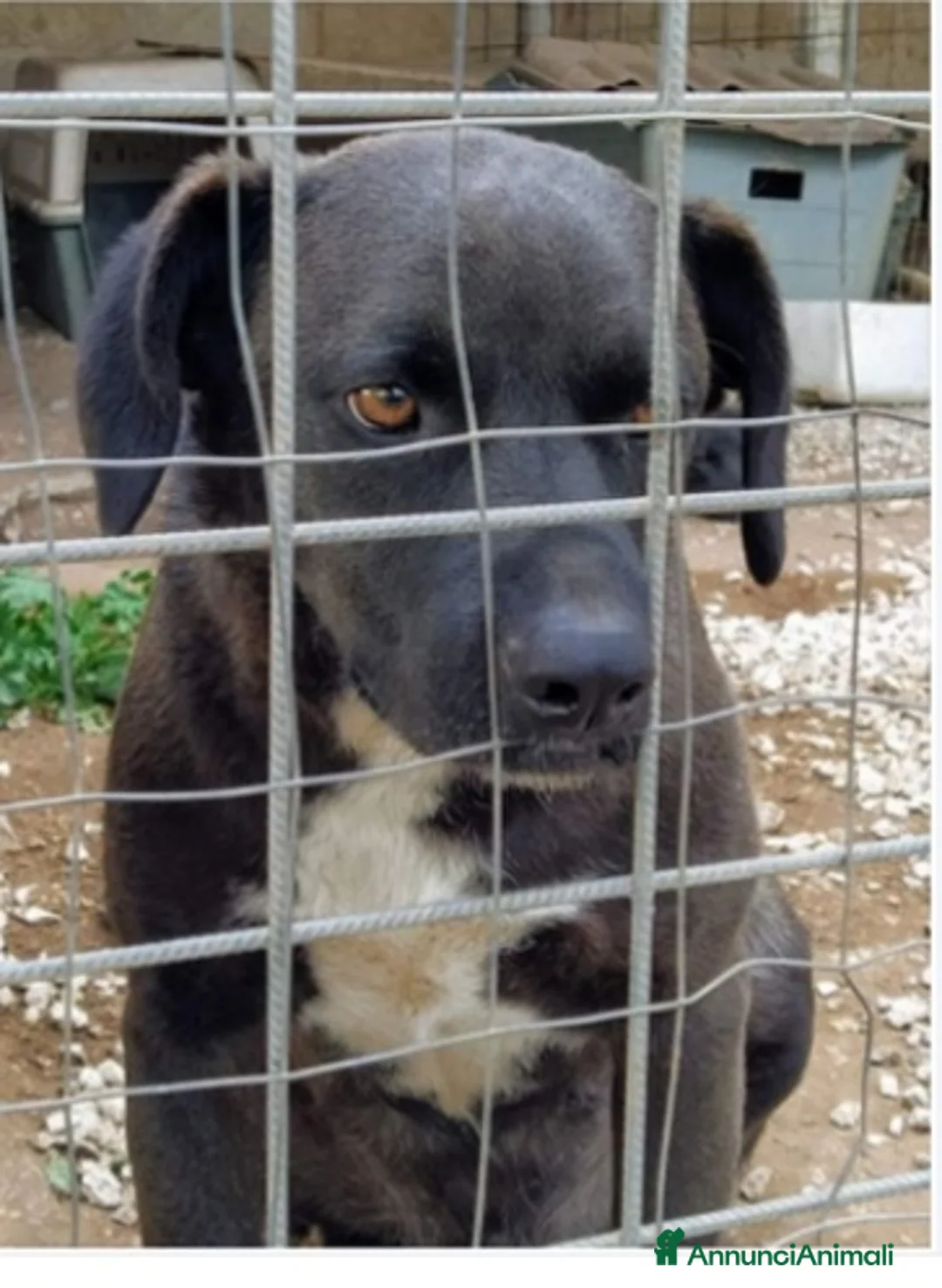 Meticcio cani in regalo: Yoshi nero giovane rassegnato dietro la rete.SICIL a Città Metropolitana di Milano - Annuncio 1