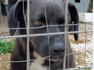 Meticcio cani Yoshi nero giovane rassegnato dietro la rete.SICIL a Città Metropolitana di Milano - Annuncio 29