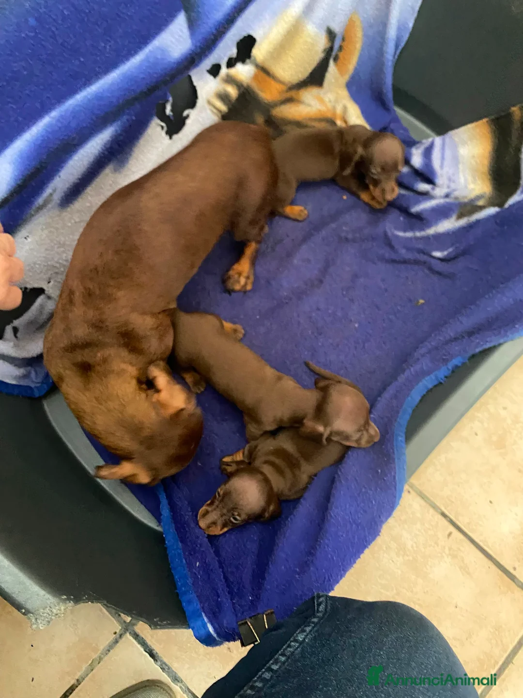 Bassotto cani in vendita: Bassotti con pedigree enci - Annuncio 1