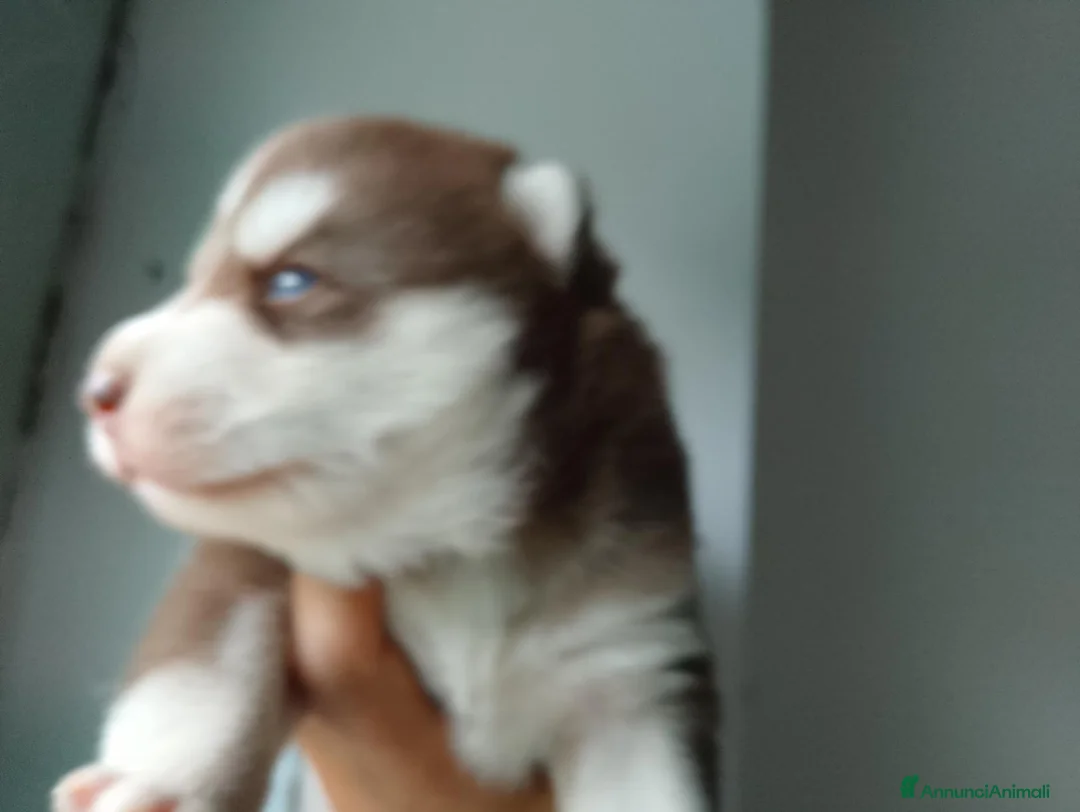 Husky cani in vendita: Siberian husky  - Annuncio 5