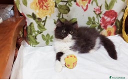 Persiano gatti in vendita: Cuccioli di Persiano a Città Metropolitana di Torino - Immagine 3