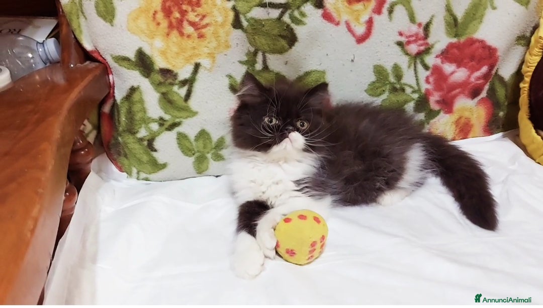 Persiano gatti in vendita: Cuccioli di Persiano a Città Metropolitana di Torino - Immagine 3