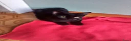 Meticcio gatti in regalo: MICETTI BELLISSIMI CERCANO CASA! - Annuncio 4
