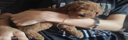 Barboncino cani in vendita: Babroncini - Annuncio 3