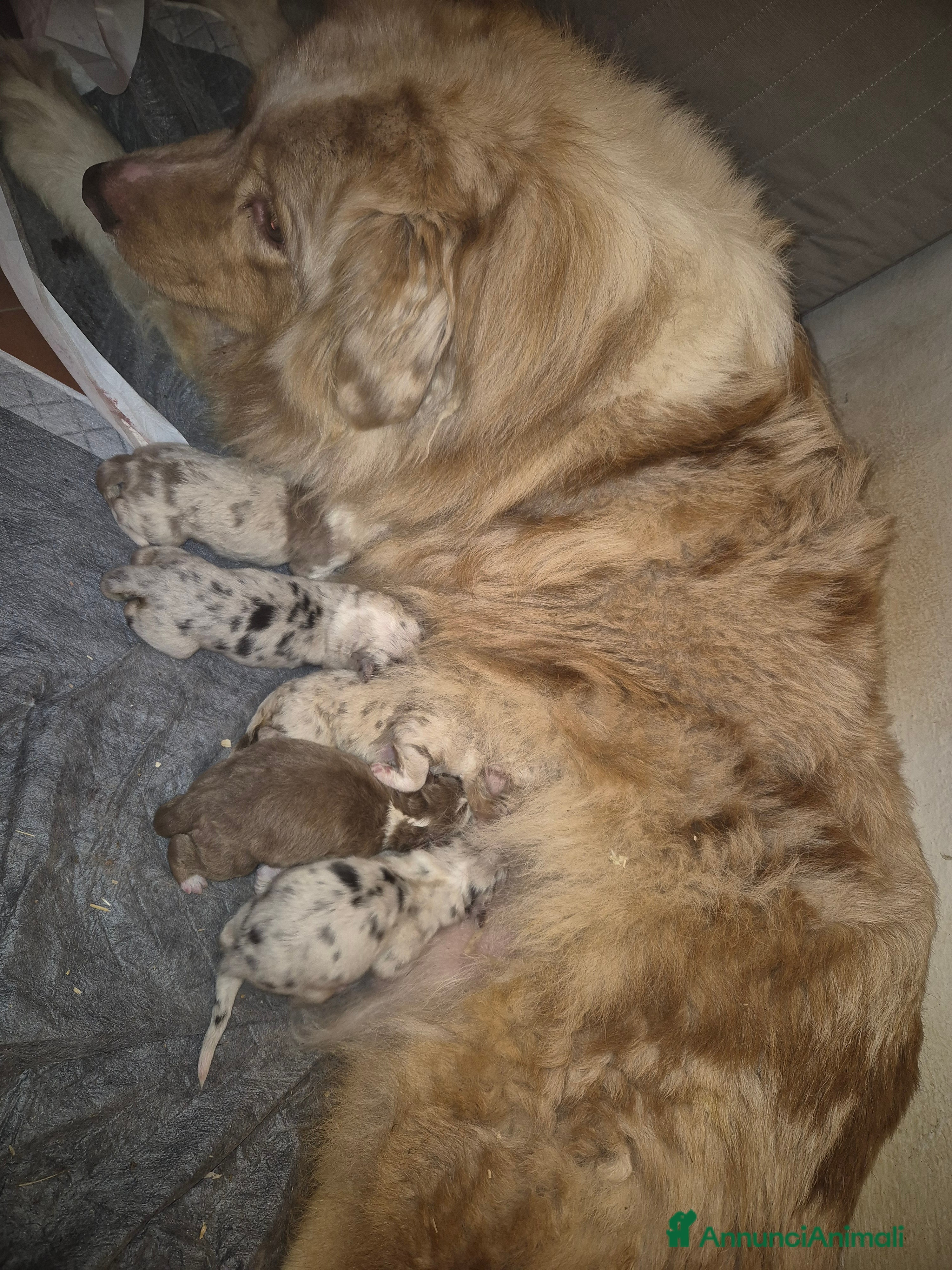 Australian Shepherd cani Cucciolata di pastore australiano  - Annuncio 13