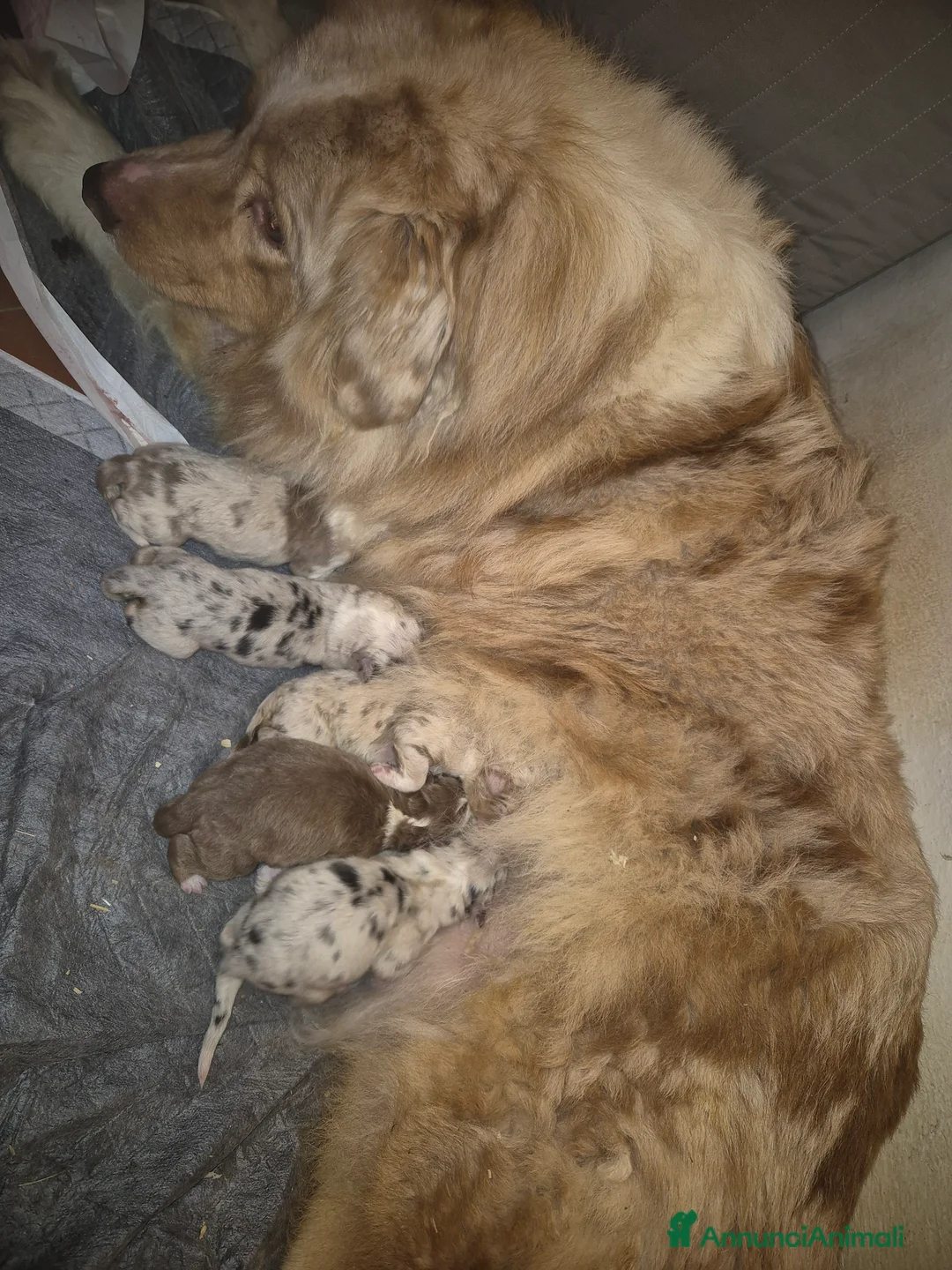 Australian Shepherd cani in vendita: Cucciolata di pastore australiano  - Annuncio 1