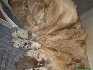 Australian Shepherd cani Cucciolata di pastore australiano - Annuncio 1