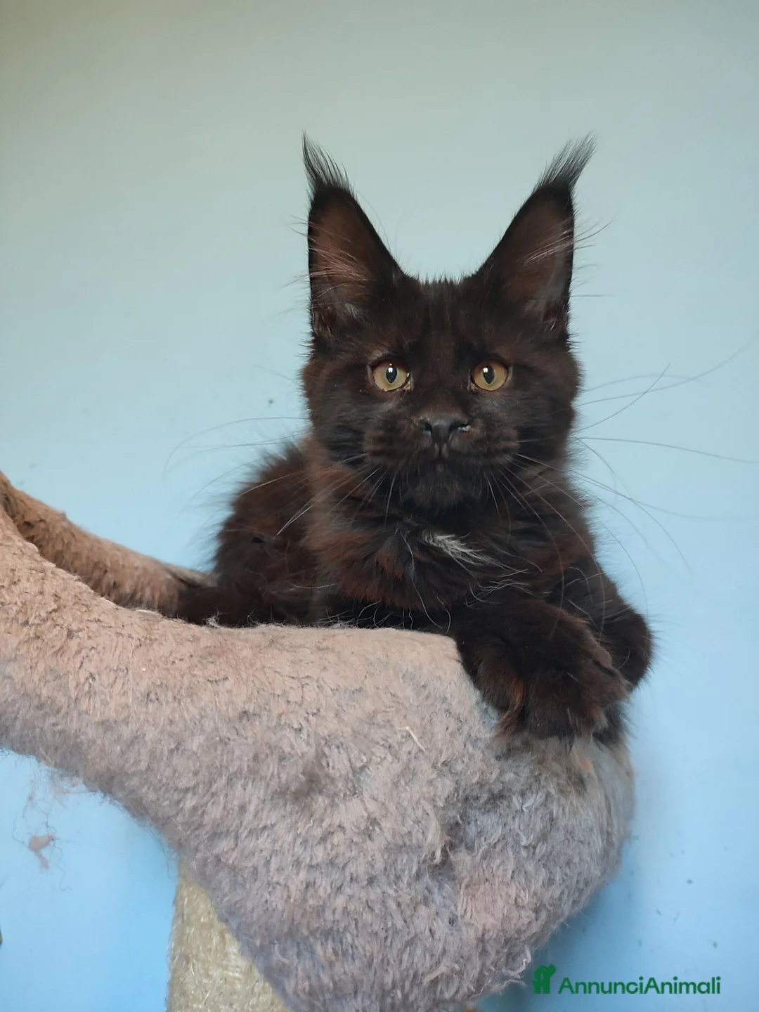 Maine Coon gatti in vendita: Gattina Maine Coon disponibile subito - Annuncio 8
