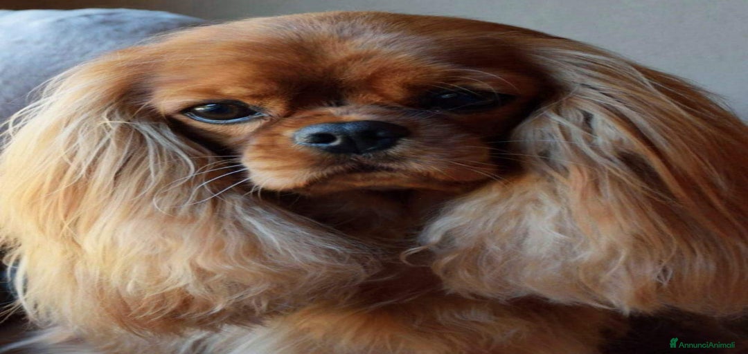 Immagine della galleria {{count}}