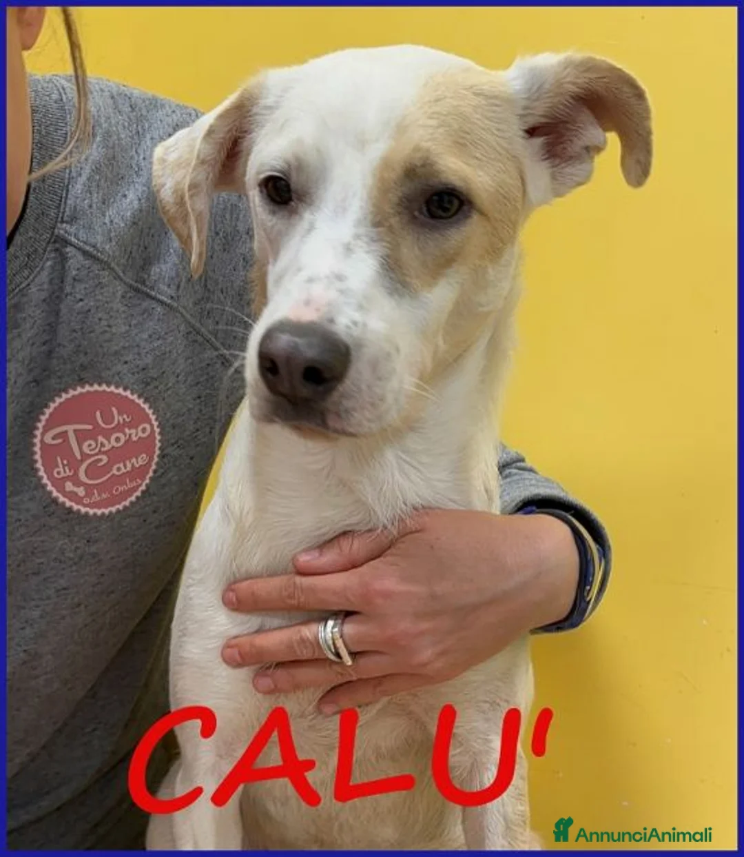 Meticcio cani in regalo: CALU' tenera cagnolina  a Città metropolitana di Milano - Annuncio 1