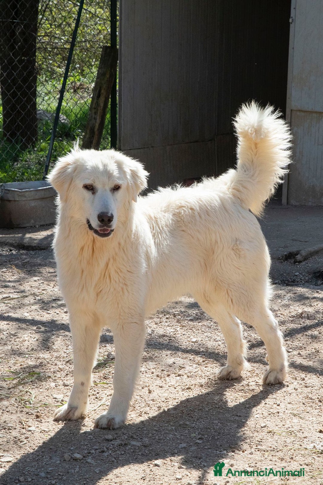 Meticcio cani in regalo: IL DOLCE LUCKY a Città metropolitana di Roma Capitale - Annuncio 5