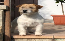 Jack Russell cani in vendita: Giovane maschio  a Provincia di Parma - Immagine 1
