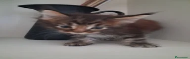 Maine Coon 2