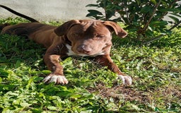 Bull Terrier cani in regalo: APACHE, cucciolo di American Pit Bull Terrier a Provincia di Latina - Immagine 11