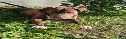 Bull Terrier cani in regalo: APACHE, cucciolo di American Pit Bull Terrier a Provincia di Latina - Annuncio 11