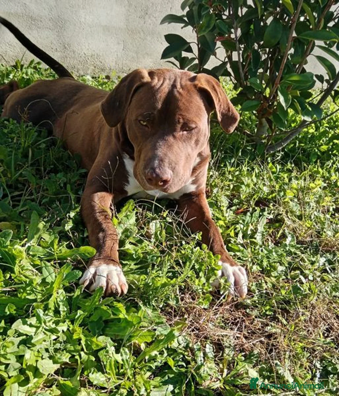 Bull Terrier cani in regalo: APACHE, cucciolo di American Pit Bull Terrier a Provincia di Latina - Annuncio 11