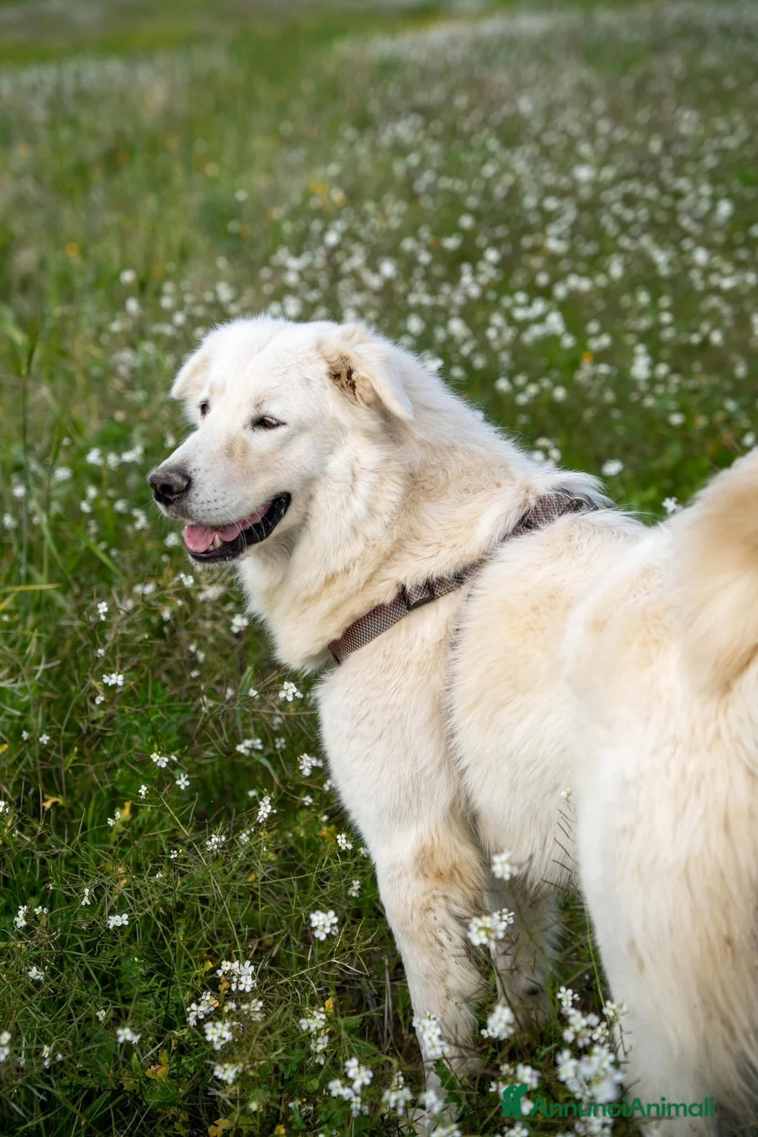 Pastore Maremmano cani in regalo: Peppe - Annuncio 12
