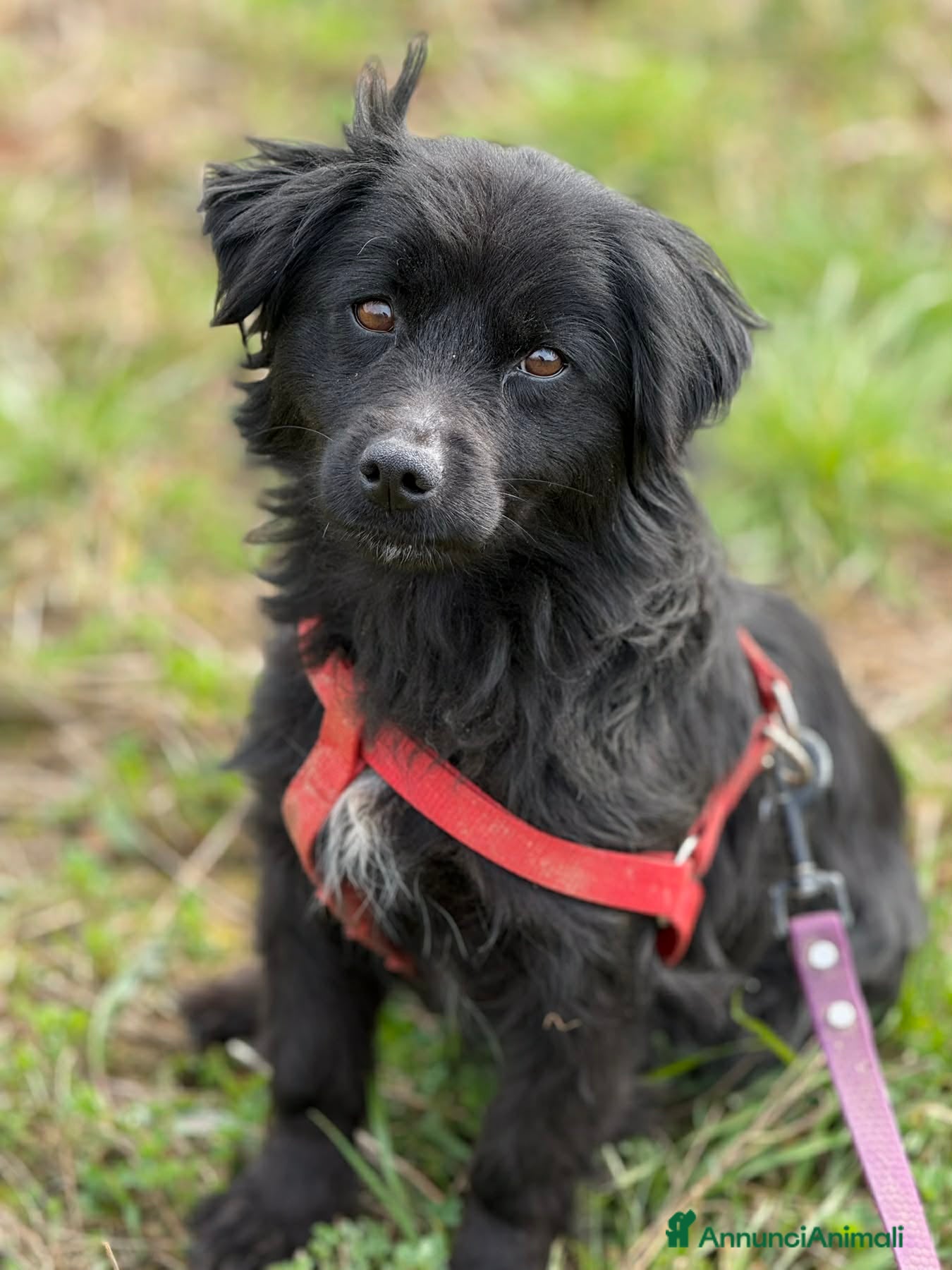 Meticcio cani MONICA, coccolona in nero! TG PICCOLA - Annuncio 3